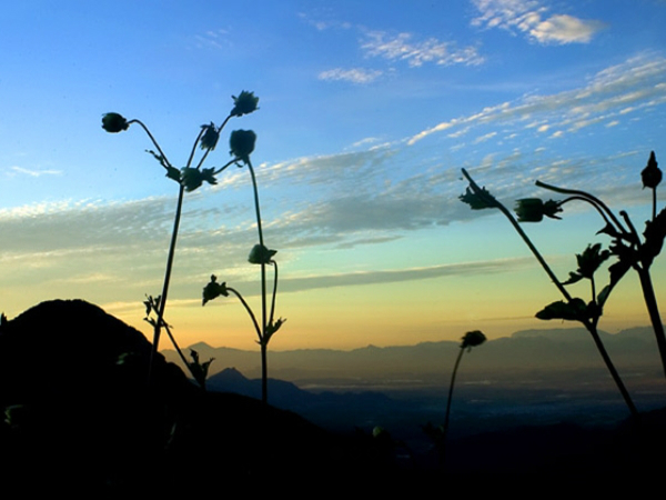 ചെല്ലാര്‍കോവില്‍ 