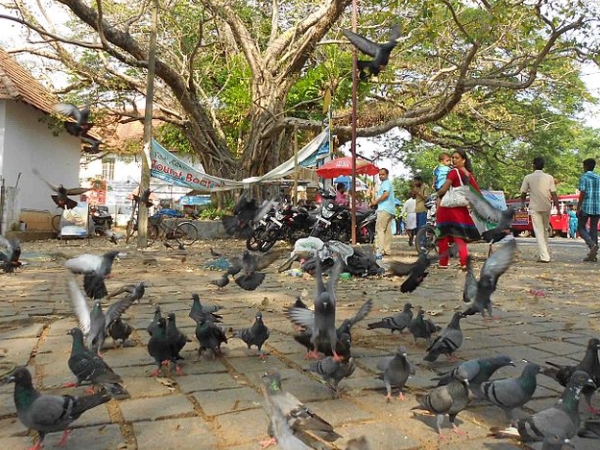 ഫോര്‍ട്ട് കൊച്ചി