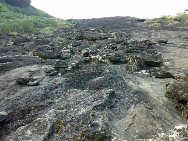 കാട്ടില്‍ നിന്നും കൊടുങ്കാട്ടിലേക്ക്