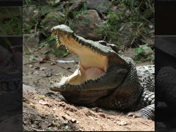 എന്താണിത്