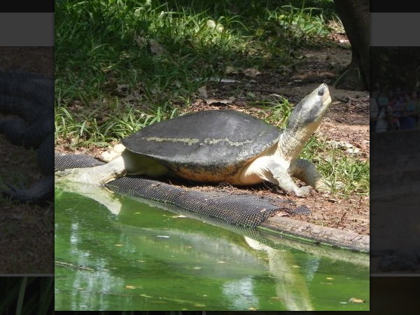 സ്വന്തം ആവാസവ്യവസ്ഥയില്‍