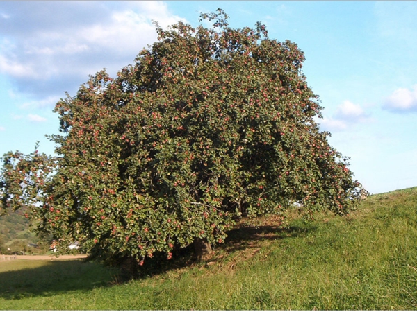 പ്രകൃതി സൗന്ദര്യവും ആപ്പിള്‍ തോട്ടങ്ങളും