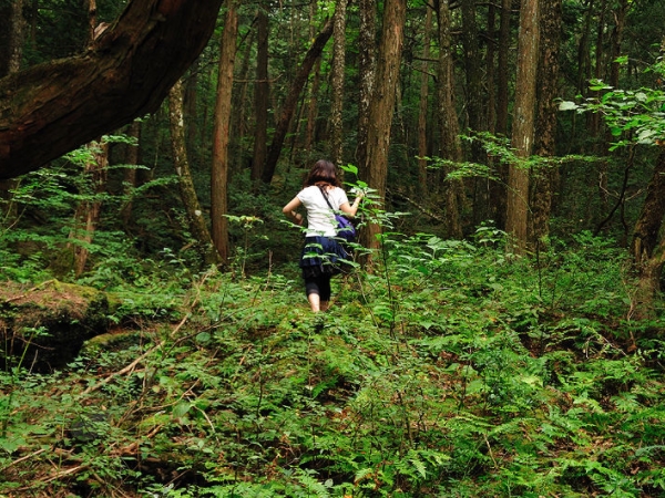 കാട്ടിലൂടെ നടക്കാം