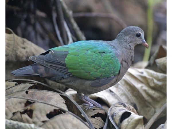 ചിഡിയ ടാപ്പു 