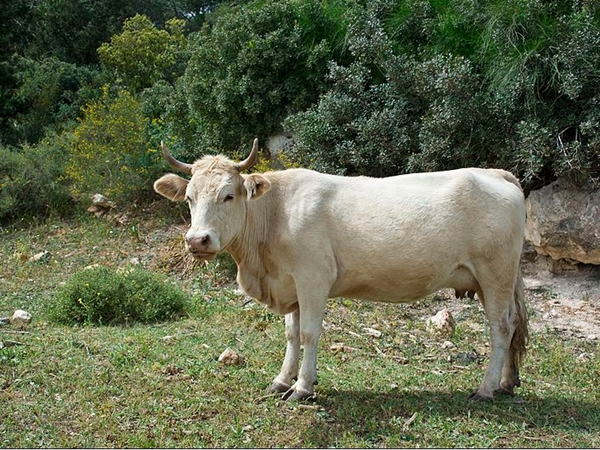 ഇന്‍ഡോ-സ്വിസ് ലൈവ് പ്രോജക്ട്