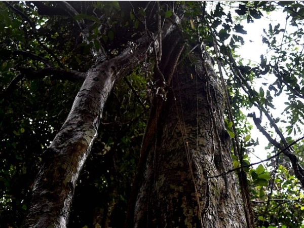 കംസനും ഇരിങ്ങോളും