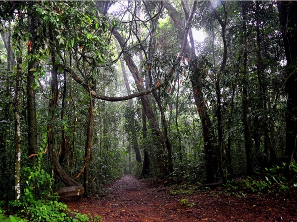 മരം വരമാണെന്ന് തിരിച്ചറിഞ്ഞവര്‍