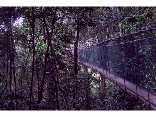 ക്യാനപി വാക്ക്