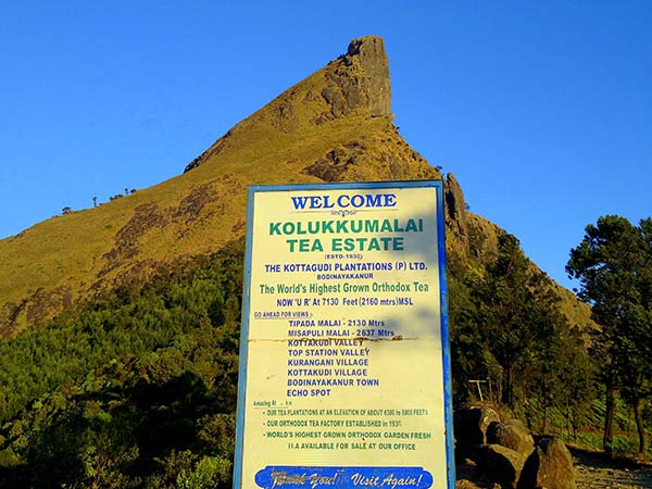 കൊളുക്കുമല തേയിലത്തോട്ടം 