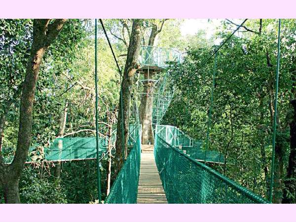  മഴക്കാടുകള്‍ക്ക് മുകളിലൂടെ ഒരു യാത്ര