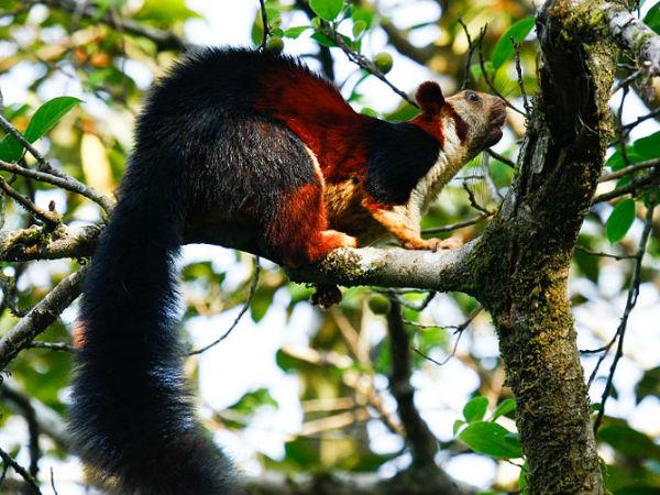 പക്ഷിനിരീക്ഷണത്തിനും പ്രകൃതി കാണാനും