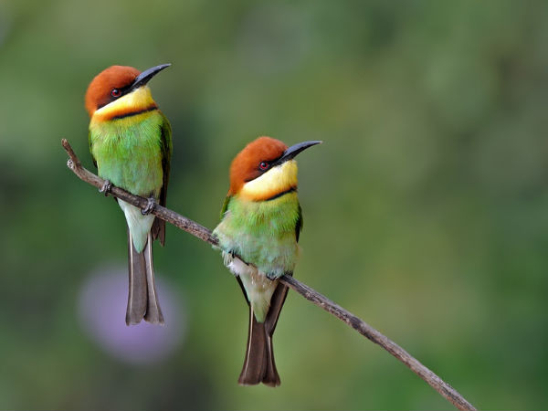 മഞ്ചേഹള്ളി വെള്ളച്ചാട്ടം