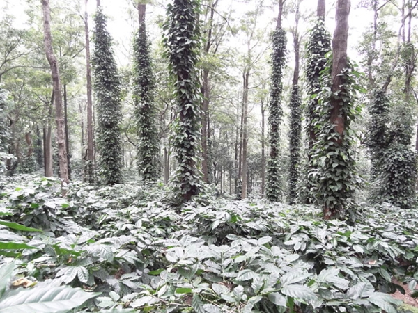 റക്‌സിഡി എസ്റ്റേറ്റ്