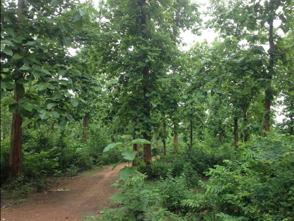 സപ്തസാജ്യ