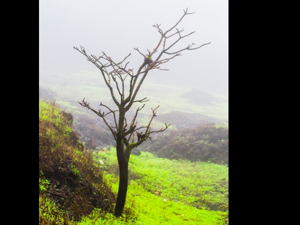 ടൈഗേഴ്‌സ് ലീപ്