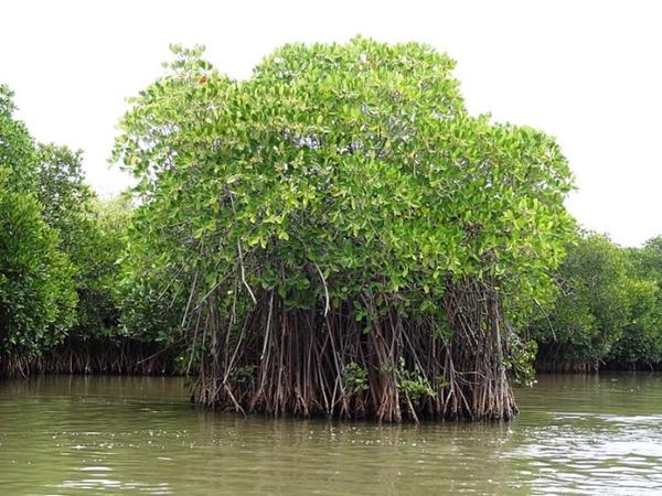 പിച്ചാവരം കണ്ടല്‍ക്കാടുകള്‍