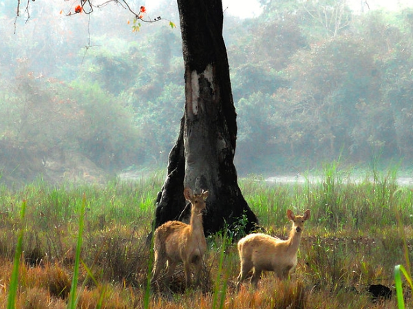 കടുവ സംരക്ഷണ കേന്ദ്രം