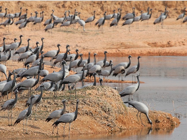  ഡോയ്‌സെല്ലി ബ്ലാക്ക് ക്രെയ്ന്‍