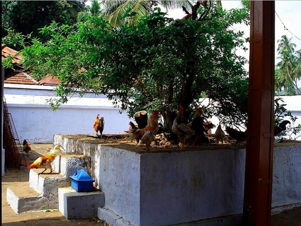 ദേവി പൂവന്‍കോഴിയുടെ രൂപത്തില്‍ വന്ന ക്ഷേത്രം