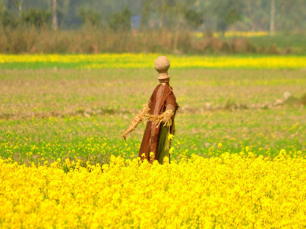 സുല്‍ത്താന്‍രാശി ഇലാക