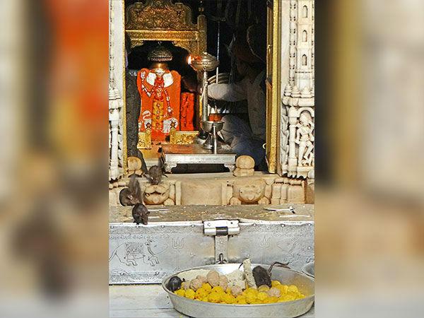 കര്‍നി മാതാ ക്ഷേത്രം