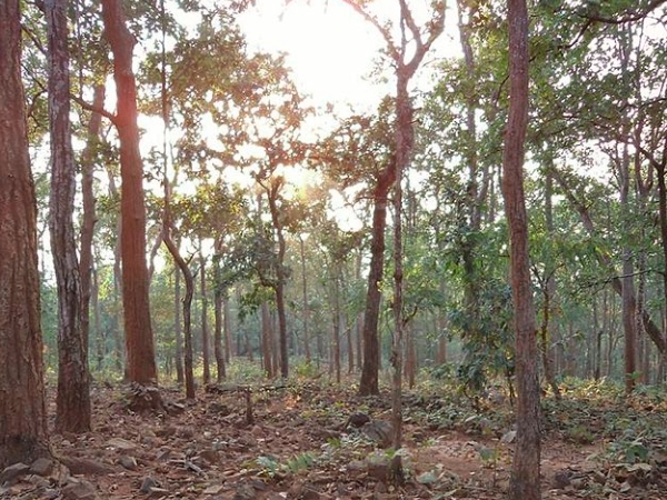 പഞ്ഞിമരത്തില്‍ നിന്നും വന്യജീവി സങ്കേതത്തിലേക്ക്