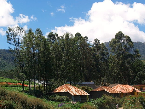 കേരളത്തിലെ ശൈത്യകാല കൃഷിത്തോട്ടം