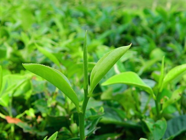 ആസാമിലെ മനോഹരമായ ഇടം