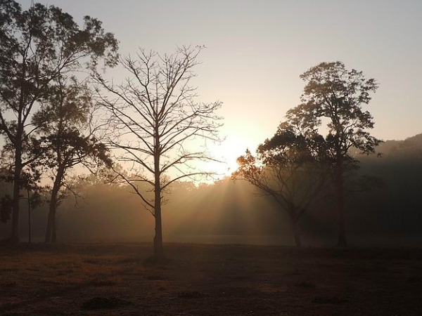  ഫോറസ്റ്റ് ക്യാംപിങ്