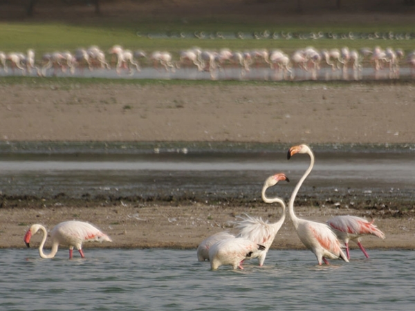 തോൽ പട്ടണവും തടാകവും 