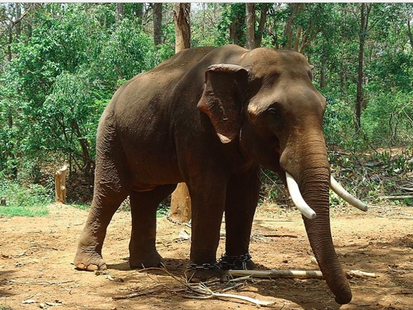 സിംലിപാല്‍ എലിഫന്റ് റിസര്‍വ്വ് 