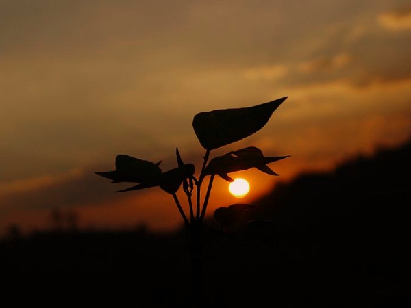 കേരളത്തിലെ ചായയുടെ തലസ്ഥാനം