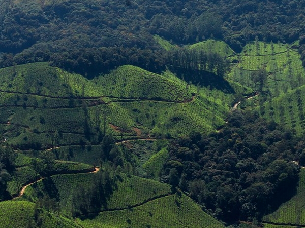 തേയിലകൃഷി ആരംഭിക്കുന്നു