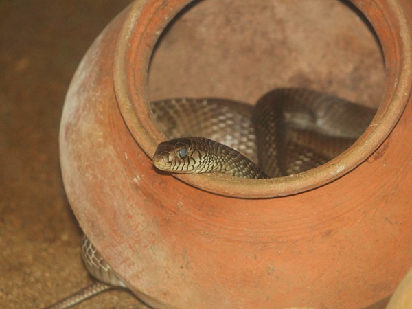 ഗിന്‍ഡി സ്‌നേക് പാര്‍ക് ചെന്നൈ