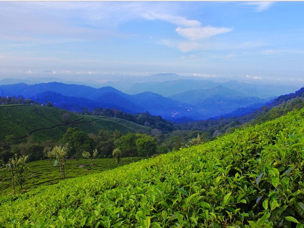 ടീ പ്ലാന്റേഷന്‍ ടൂറുകള്‍ 