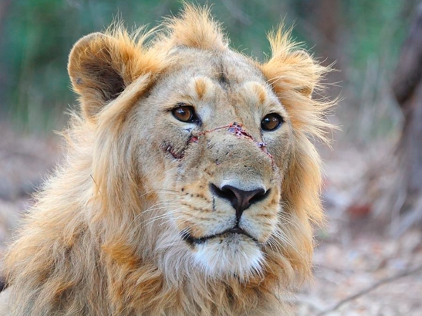 ദരാഹ് ദേശിയ ഉദ്യാനം 