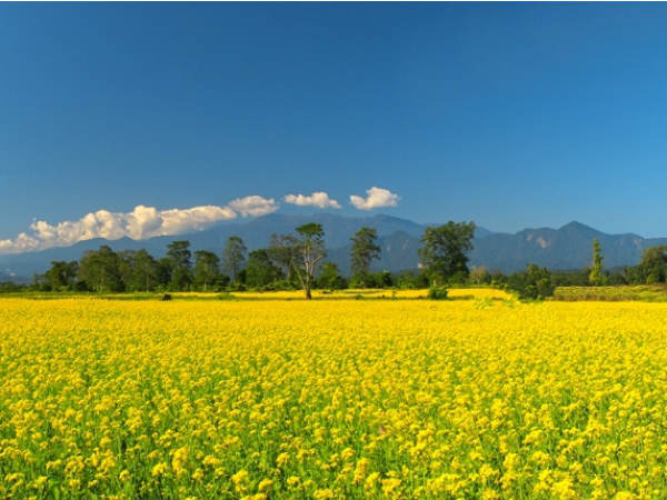 എന്തുകൊണ്ട് ബലുക്‌പോങ് 