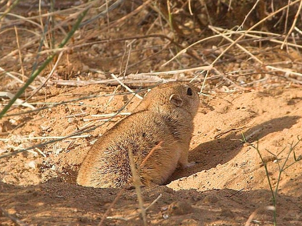 ഡെസേര്‍ട്ട് ദേശിയ ഉദ്യാനം 