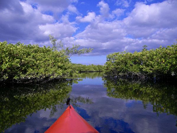 മാന്‍ഗ്രൂവ് കയാക്കിങ്