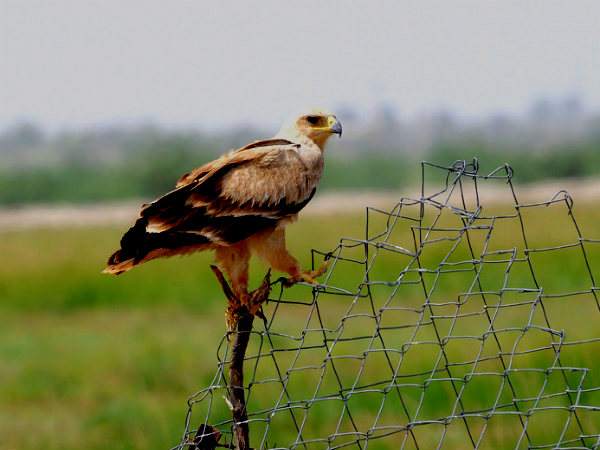 താൽ ചാപർ വന്യജീവി സങ്കേതം 