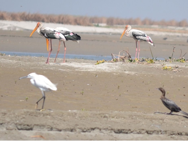 ഹസ്തിനപൂര്‍ വൈല്‍ഡ് ലൈഫ് സാങ്ച്വറി