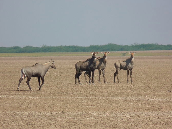 കാലാവസ്ഥ