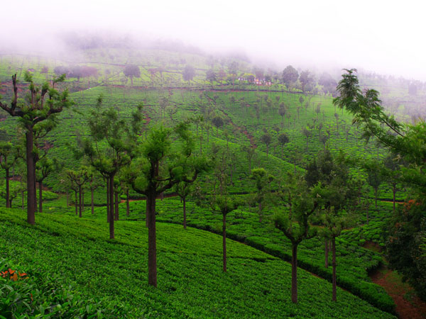 കൂനൂര്‍