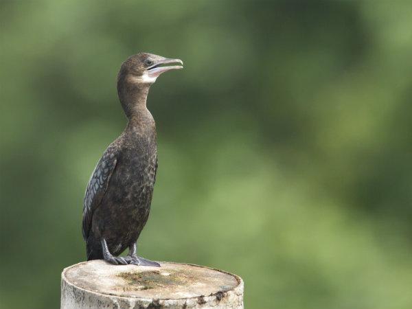  ദേശാടനപക്ഷികളുടെ പറുദീസ