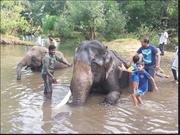  ദുബാരെ എലിഫന്റ് ക്യാംപ്