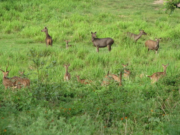 മുത്തങ്ങ