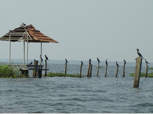 കുമരകം പക്ഷിസങ്കേതം