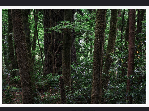 പുലിയൻ ചോല