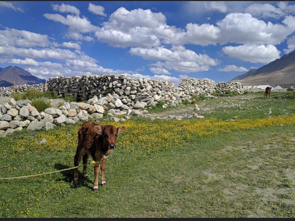 ലഡാക്കിനോടും സോജി ലാ പാസിനോടുമുള്ള അടുപ്പം