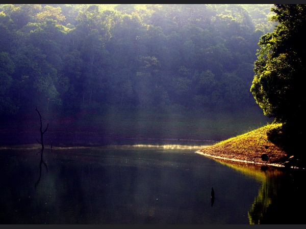 മഴക്കാലത്ത് കാടുകൾക്കു ജീവൻ വയ്ക്കുന്ന തേക്കടി